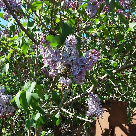 B&B La Magnolia Sulmona Dış mekan fotoğraf