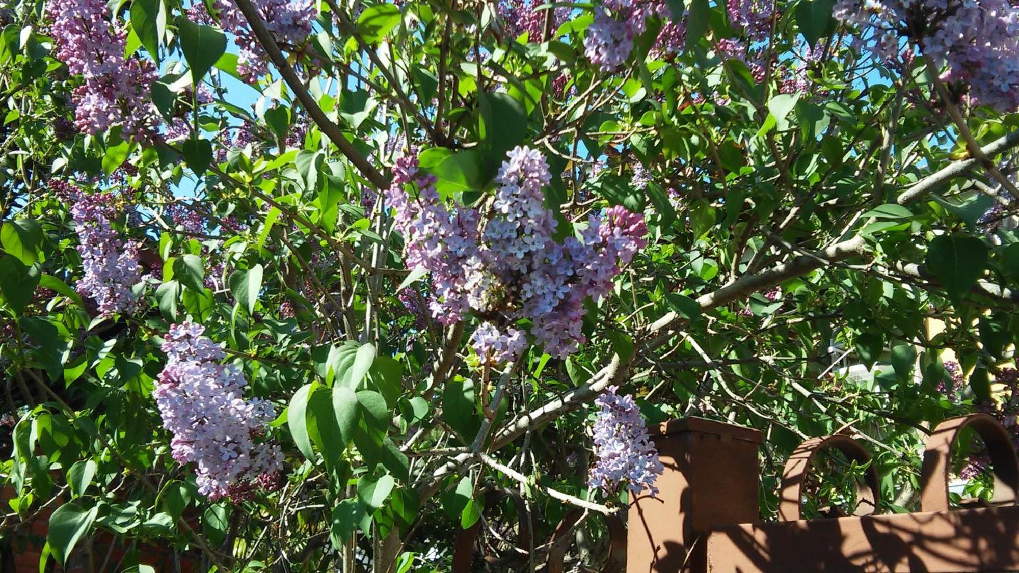 B&B La Magnolia Sulmona Dış mekan fotoğraf